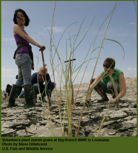 Volunteers planting marsh grass