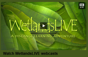 WetlandsLIVE webcasts